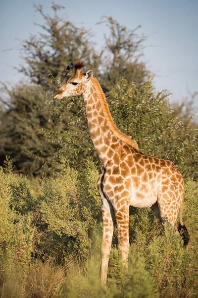 Giraffe Standing Open Bush Looking Danger Africa Royalty Free Stock Images