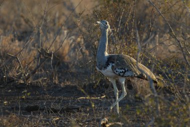 Kori damla kuş uzun otların arasında Kruger National Park çalım