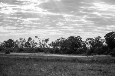 Günbatımında siyah beyaz otlar, Afrika