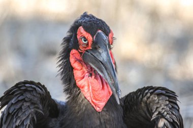 Kırmızı yüz Ground Hornbill portre