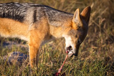 Kara sırtlı köpek bir kuş yeme, Okavango Delta, Afrika