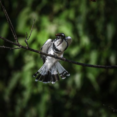 Pied kingfisher dal tünemiş