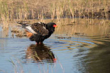 Bateleur kartalı Afrika 'nın sığ sularında yüzüyor.