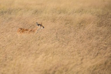 steenbok yürüyüş , Kruger Ulusal Parkı
