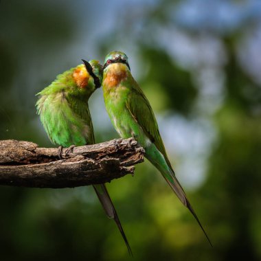 Yeşil arka planlı dal üzerine tünemiş mavi yanaklı arı yiyiciler çifti