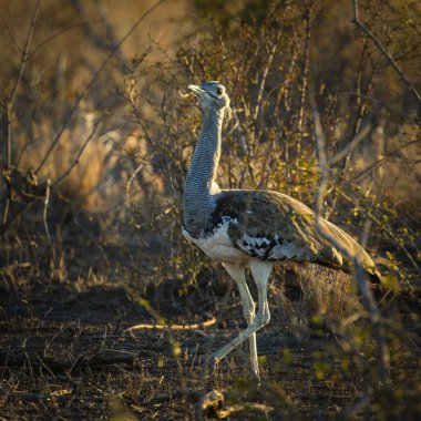 Kori damla kuş uzun otların arasında Kruger National Park çalım