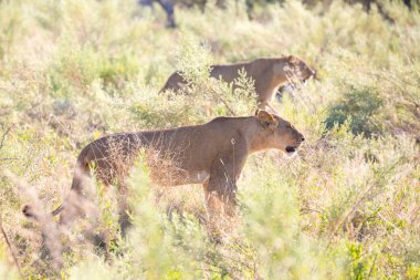 Lionesses olsa uzun boylu çim yürüyüş yemek için avcılık, Güney Afrika
