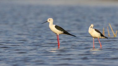 Siyah kanatlı ayaklıklar balıkçılık , Güney Afrika
