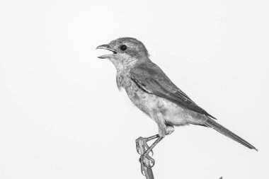 ağaçta serçe kuş, Kruger Milli Parkı 