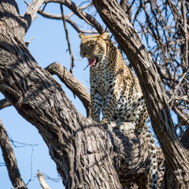 Kruger National Park, Afrika ağacı üzerinde kadın leopar