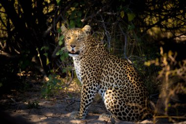 Kayıp yavru kedi, Afrika arama zeminde oturan leopar erkek