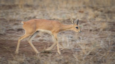 Kruger Milli Parkı'nda küçük steenbok antilop