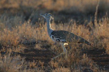 Kori damla kuş uzun otların arasında Kruger National Park çalım