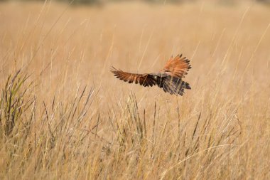uçan kuş , Kruger Ulusal Parkı