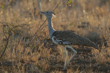 Kori damla kuş uzun otların arasında Kruger National Park çalım