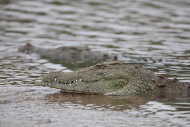 Nehir suyunda balık avlanan Nil timsahları, Kruger Ulusal Parkı, Güney Afrika 