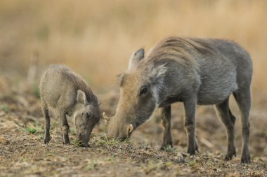 Kuru ot yiyen bebek ve ebeveyn yaban domuzları, Kruger Ulusal Parkı 