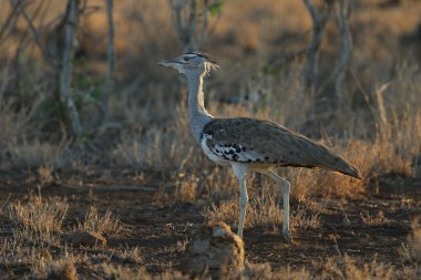 Kori damla kuş uzun otların arasında Kruger National Park çalım