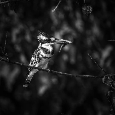 Pied kingfisher dal tünemiş