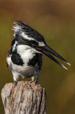 Pied kingfisher dal tünemiş