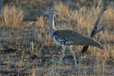 Kori damla kuş uzun otların arasında Kruger National Park çalım