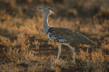 Kori damla kuş uzun otların arasında Kruger National Park çalım