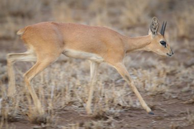 Kruger Milli Parkı'nda küçük steenbok antilop