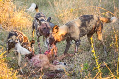 Benekli gülen sırtlanlar antilop yiyor , Kruger Ulusal Parkı, Güney Afrika