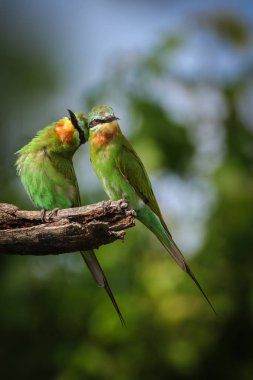 Yeşil arka planlı dal üzerine tünemiş mavi yanaklı arı yiyiciler çifti