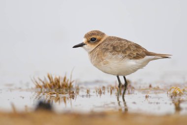 Küçük yağmurcun kuşu , Kruger Ulusal Parkı, Güney Afrika 