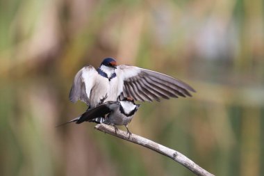 Beyaz boğazlı kırlangıç bir çiftleşme ortak, Marievale, Güney Afrika arıyorsunuz