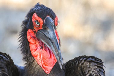 Kırmızı yüz Ground Hornbill portre