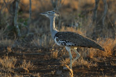 Kori damla kuş uzun otların arasında Kruger National Park çalım
