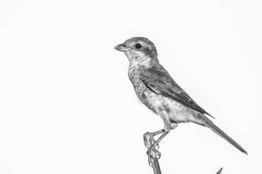 ağaçta serçe kuş, Kruger Milli Parkı 