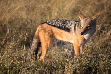 Kara sırtlı köpek bir kuş yeme, Okavango Delta, Afrika