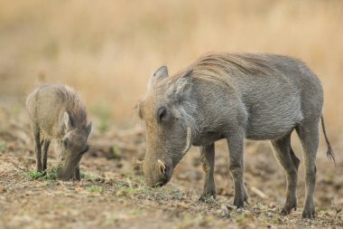 Kuru ot yiyen bebek ve ebeveyn yaban domuzları, Kruger Ulusal Parkı 