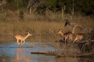 Afrika'da impala antilopları ve su