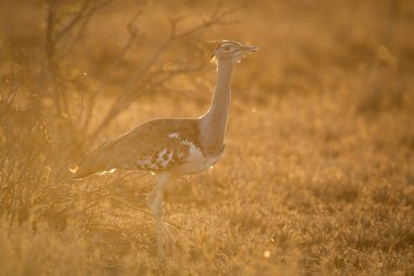 Gün batımında çalılıkta yürüyen devekuşu, Kruger Milli Parkı 