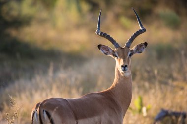 Impala koç kuru nehir yatağında yürüyüş, Kruger Milli Parkı 