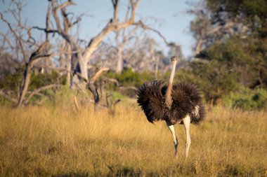 Erkek devekuşu kuşu çiftleme teşhir dansı pratik, Afrika 