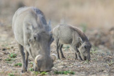 Kuru ot yiyen bebek ve ebeveyn yaban domuzları, Kruger Ulusal Parkı 