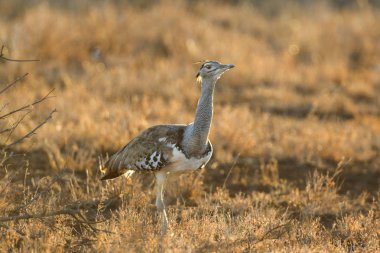 Kori damla kuş uzun otların arasında Kruger National Park çalım