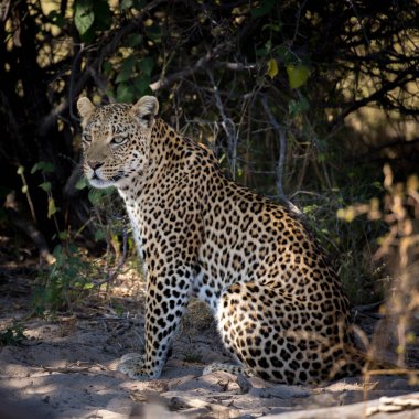 Yere yat, Afrika oturan leopar erkek