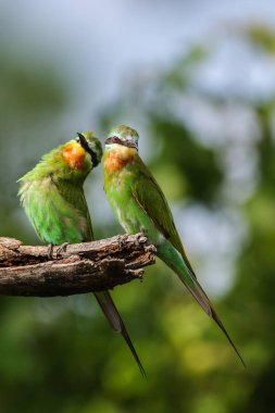 Yeşil arka planlı dal üzerine tünemiş mavi yanaklı arı yiyiciler çifti
