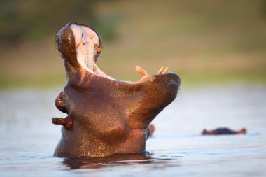 Nehirde su aygırı , Kruger Ulusal Parkı, Güney Afrika 