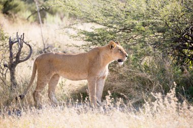 Lioness yürüyüş rağmen uzun boylu Çim Gıda için avcılık, Güney Afrika