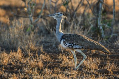 Kori damla kuş uzun otların arasında Kruger National Park çalım