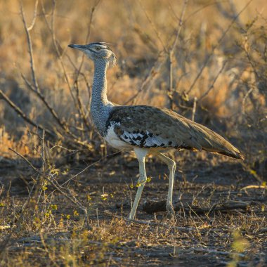 Kori damla kuş uzun otların arasında Kruger National Park çalım