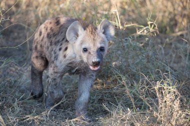 Sabahın erken saatlerinde sevimli yüzü olan benekli sırtlan yavrusu