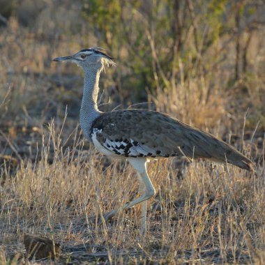 Kori damla kuş uzun otların arasında Kruger National Park çalım